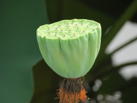 蓮蓬
