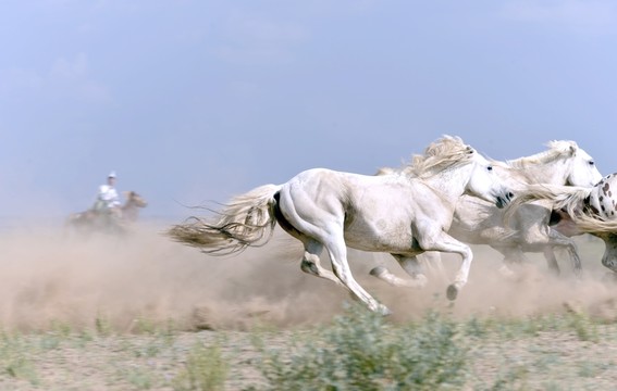 錫林浩特鳳凰馬場馬術(shù)表演