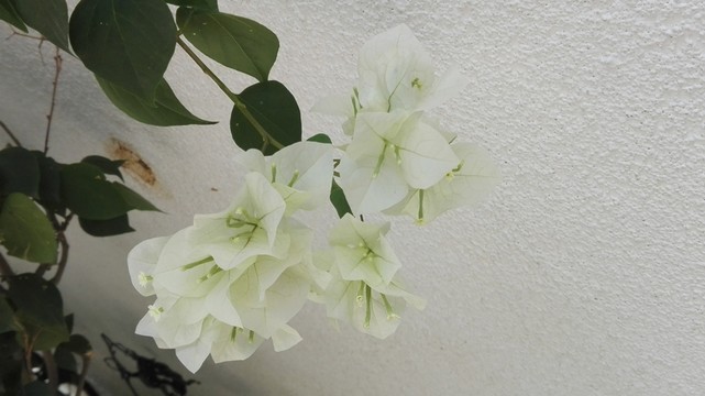 白色鮮花
