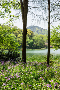 西湖周邊水景