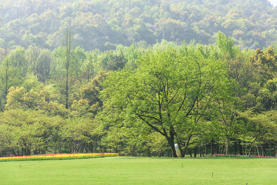 太子灣公園郁金香