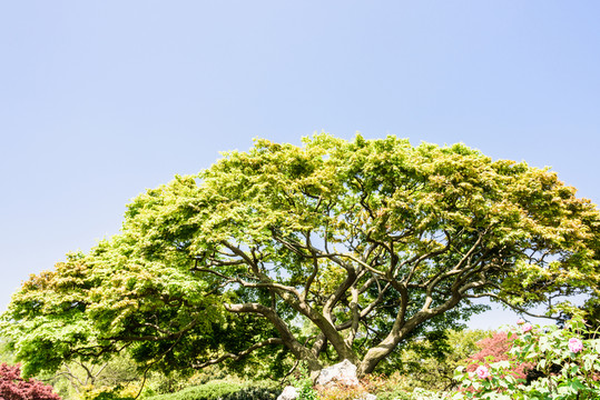 園林景觀(guān)