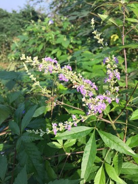 荊條花