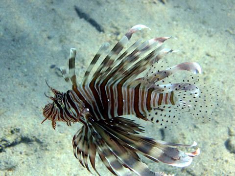 獅子魚