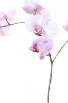 蘭花