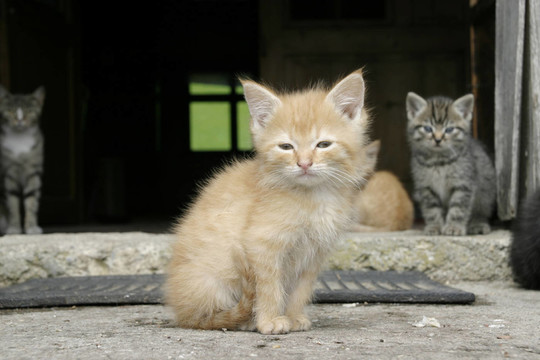 katzenbaby紅發(fā)