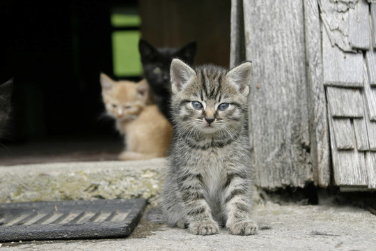 katzenbaby graugetiegert