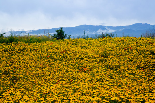 花海