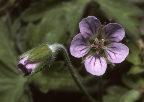 天竺葵polyanthes