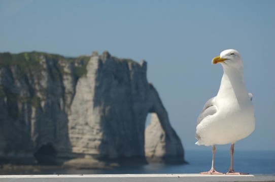 鳥