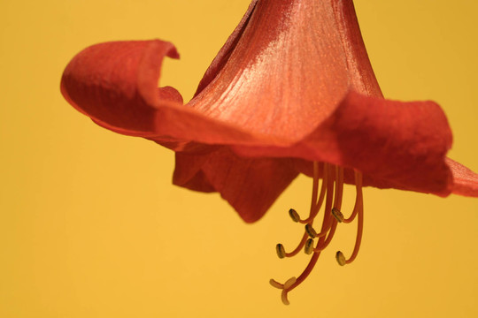 開花