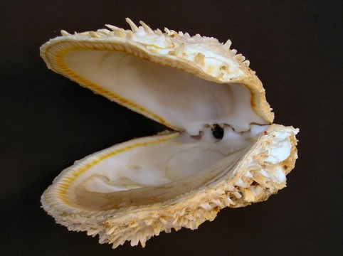 殼