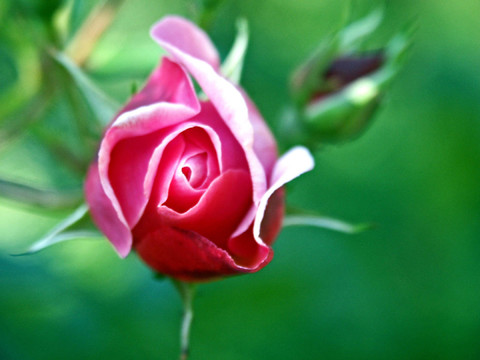 rosenblüTE