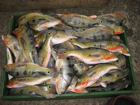 tucunaré魚- amazonia