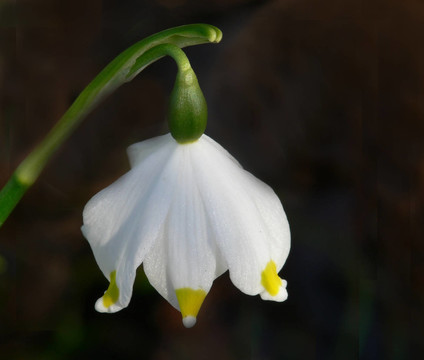 水仙花