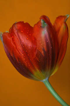 橙花