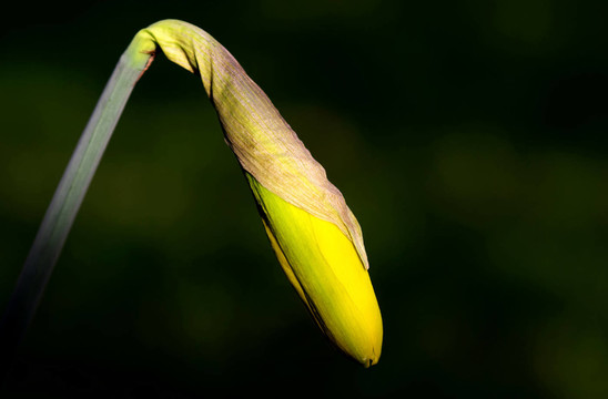 花卉