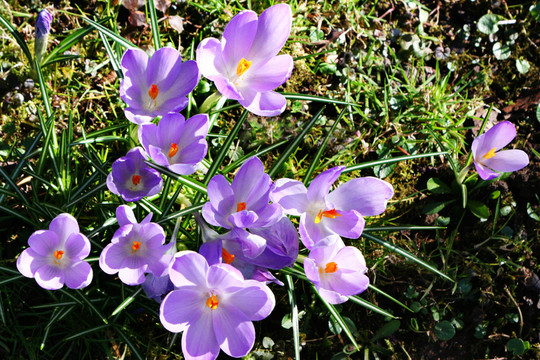 開花