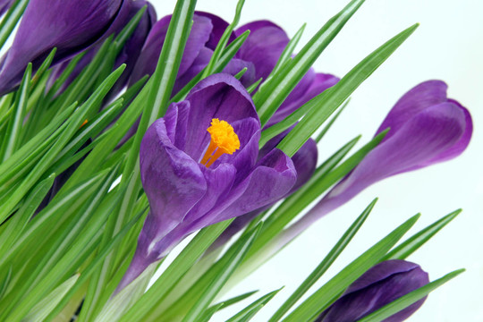 FRühlingsbote