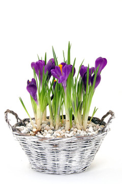 FRühlingsbote