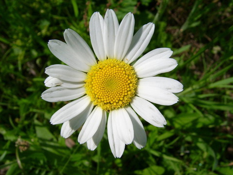 雛菊