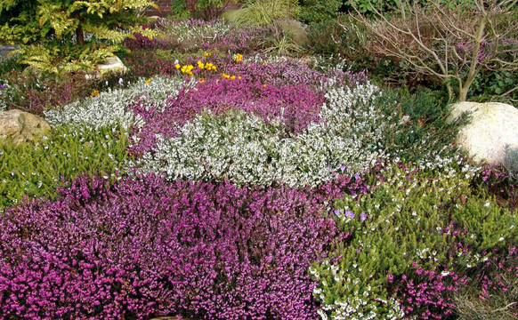 在\ u200b \ u200bflowers?；? style=