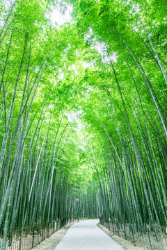 竹林竹子