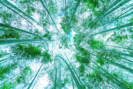 竹林竹子