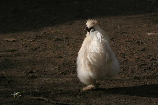 動物