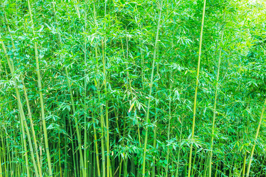 竹林竹子