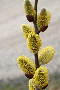 藍(lán)色的光芒
