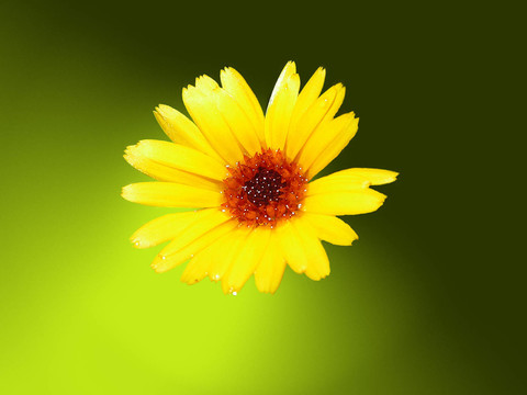 開(kāi)花