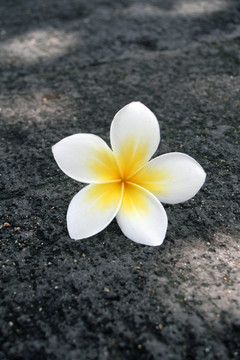 榕樹開花