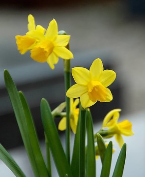 水仙花
