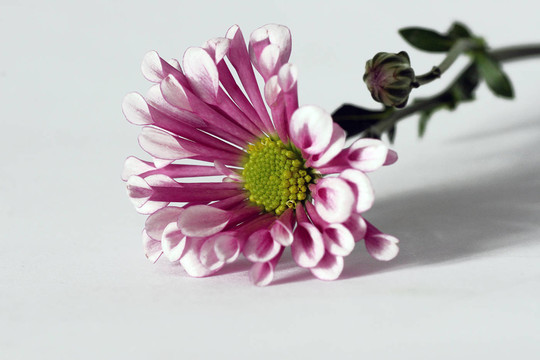 開花