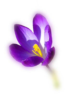 開花