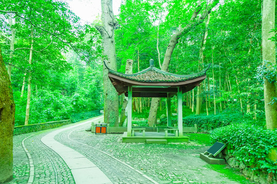 竹林竹子
