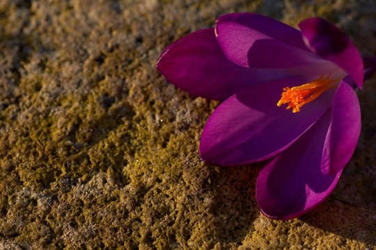 紅花石
