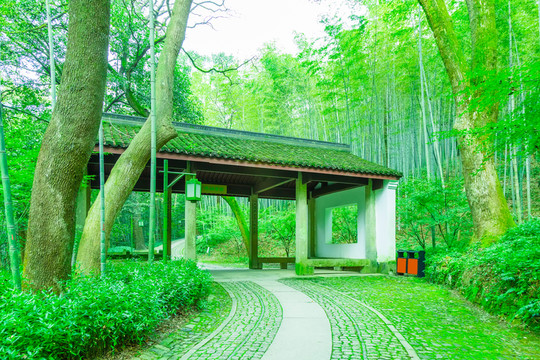 竹林竹子