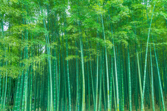 竹林竹子