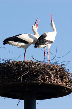 藍(lán)鳥