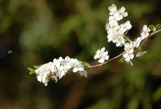 櫻花