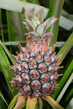 親愛的菠蘿