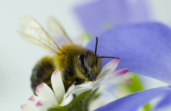 蜜蜂