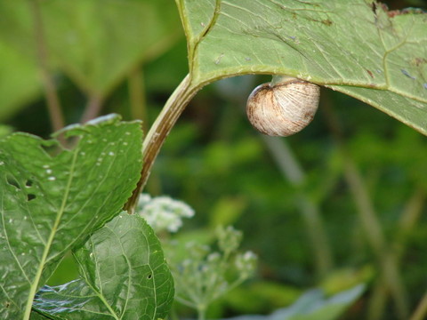 蝸牛II