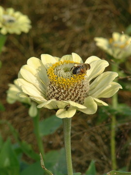 花園