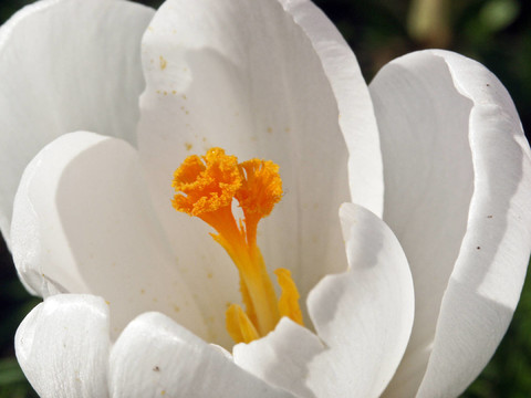 krokusblüTE