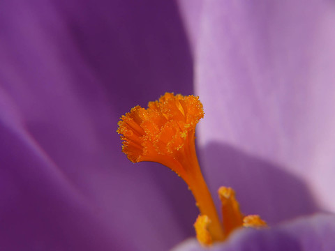 番紅花的粉紅色