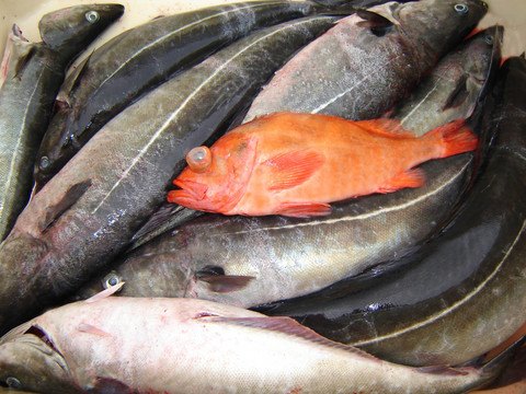 …一個(gè)紅色的魚