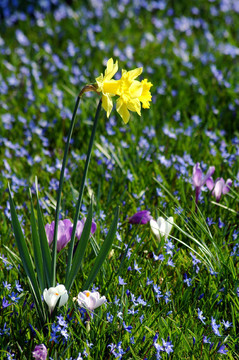 FRühlingsboten